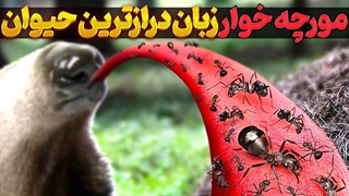 مورچه خوار: عجیب ترین پستاندار جهان | عجایب شنیدنی از مورچه خوار و عجیب ترین و درازترین زبان جهان