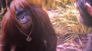 فیلم Kingdom of the Planet of the Apes 2024