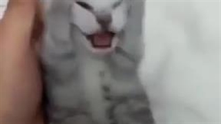 بنده برای واقعی: