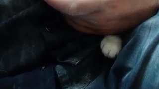 گوناه نداره که گوربه