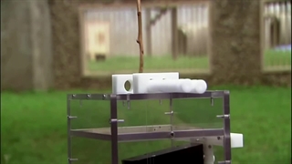 مقلد بودن و تقلید پذیری کدام گونه بیشتر است، انسان یا میمون؟ (قسمت دوم)