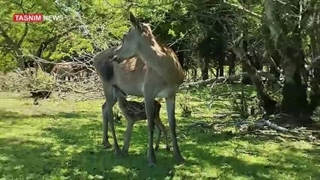 تولد ۲ رأس مارال ایرانی در ‌لوندویل آستارا