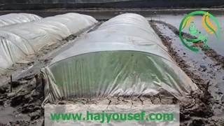 شرایط مناسب برای کشت برنج