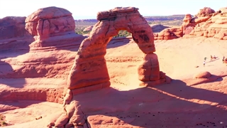 حیات وحش جدید