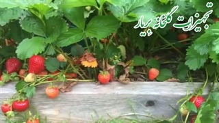 آموزش کاشت توت فرنگی