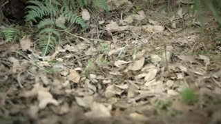 قسمت 12 سریال چینی کارآگاه حشرات فصل دوم - 2024 Insect Detective 2 با زیرنویس فارسی