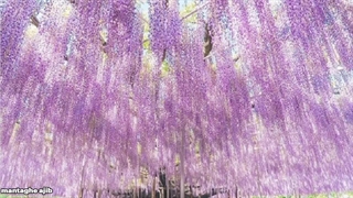 بزرگترین درختان دنیا (غول پیکر تا صد ها متر) !