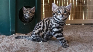 گربه پا سیاه بیرحم ترین شکارچی آفریقا / گربه پا سیاه مرگبارترین، زیباترین و کوچکترین گربه آفریقا