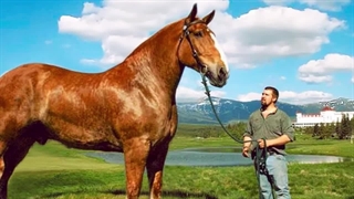 بزرگترین اسب دنیا رکورد گینس را شکست.