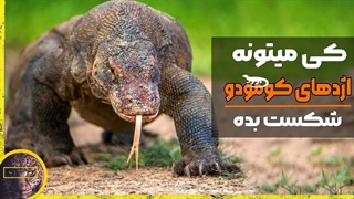 اژدهای کومودو در برابر ببر و خرس | این 5 حیوون کومودو رو به راحتی می کشند |  Komodo dragon