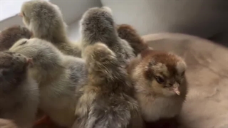 نحوه تغذیه جوجه یکروزه