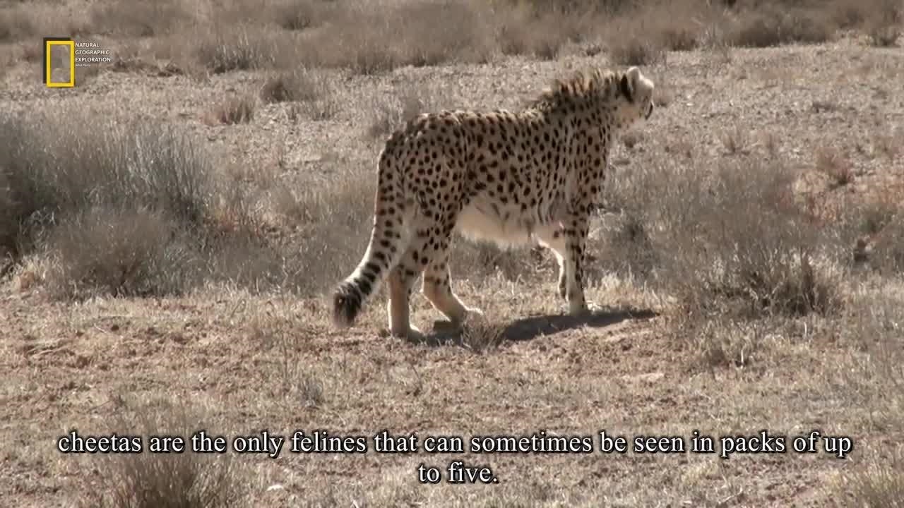 Wildlife of Iran_ Felines _ حیات وحش ایران_ گربه سانان - نماشا