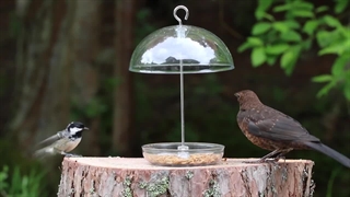 مزایای کرم میلورم برای پرندگان | سایت ورمیکا