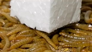 پلاستیک خوردن کرم های میلورم | سایت ورمیکا