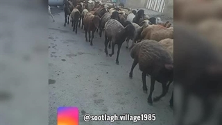 چوپان روستای سوتلق