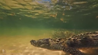 لحظات دردناکی که در آن کروکودیل ها با حیوانات غلطی درافتادند