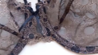 ست شورت و سوتین جینا مدل 3030