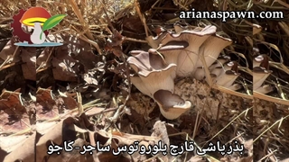 تولید انواع بذر قارچ های خوراکی