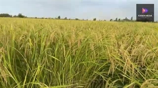 بهترین برنج مازندران