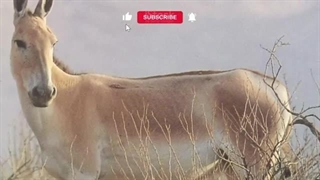 با حیوانات بومی ایران آشنا شوید/حیواناتی نایاب و شگفت انگیز که فقط در ایران یافت میشود