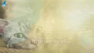 ☔️گران ترین نژادهای گربه در جهان کدامند؟