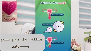 هفته اول تا سوم بارداری