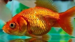 ماهی زینتی کوچک مناسب برای آکواریوم