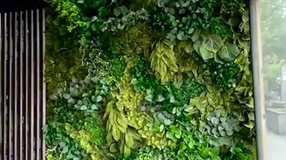 اجرای دیوارسبز مصنوعی (شاخه ای استوایی)