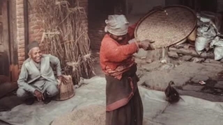 شپشک_برنج_سریع_ترین_روش_از_بین_بردن_شپشک_برنج_که_نمیدان_mGvJpNcVwBA