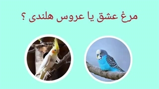 مرغ عشق یا عروس هلندی ؟ کدوم بهتره ؟