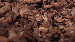 فست فود برگ سبز ساری