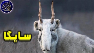 حقایق جالب از سایگا، حیوانی که انگار از جنگ ستارگان اومده!