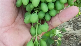 نهال انگور فخری ،نهالستان تک فیدان 09144811631