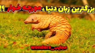 آیا بزرگترین زبان دنیا متعلق به مورچه خوار است؟!