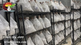 کیسه های بذر قارچ