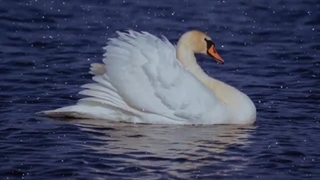 خطرناکترین پرندگان روی زمین