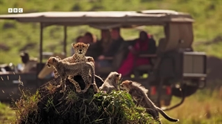 دانلود سریال پستانداران Mammals 2024 (کلیک فایلز)