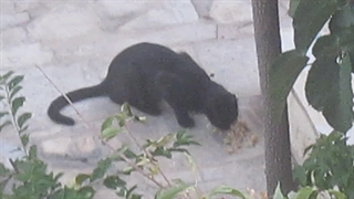 غذا دادن به پیشی خانم :)