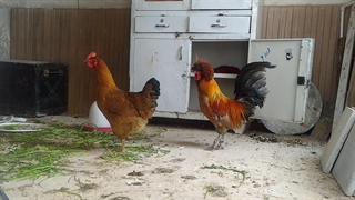 تا حالا خروس به این خوشگلی ندیده بودم