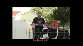 اخته کردن به روش جدید