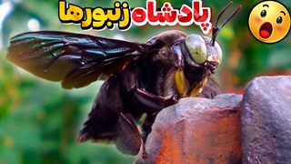 زنبوری که هر چند دهه یکبار مشاهده میشود ! کشف دوباره بزرگ ترین زنبور جهان