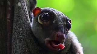 کولوگو یا سمور پرنده؛ با جانوری ناشناخته از اندونزی | جانوری عجیب و ناشناخته به نام کولوگو