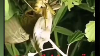 خرده شدن گنجشک توسط ملخ...دنیا وارونه شده
