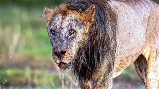 پیرترین شیر دنیا