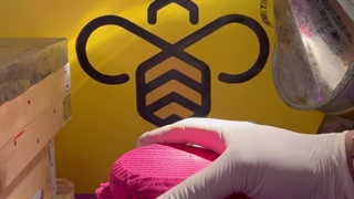 عسل گزانگبین یا گون گز علی بابا