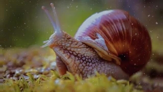 ۱۰ تا از باور نکردنی تربن تولدهای حیوانات دنیا