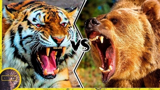 ببر سیبری میتونه وحشی ترین خرس جهان رو بکشه؟ نبرد خونین ببر در مقابل خرس قهوه ای | Tiger vs Bear