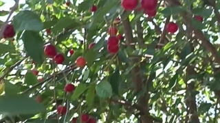 آلبالو محلی