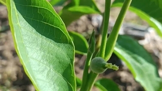 گردو چندلر پیوندی