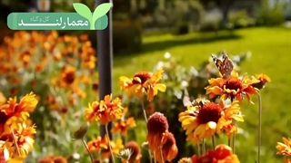 معرفی گل‌های پاییزی